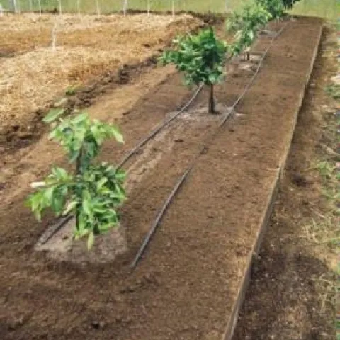 Young citrus trees.