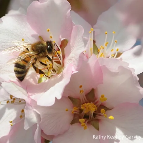Honey bee pollinating almonds in Vacaville. (Photo by Kathy Keatley Garvey)