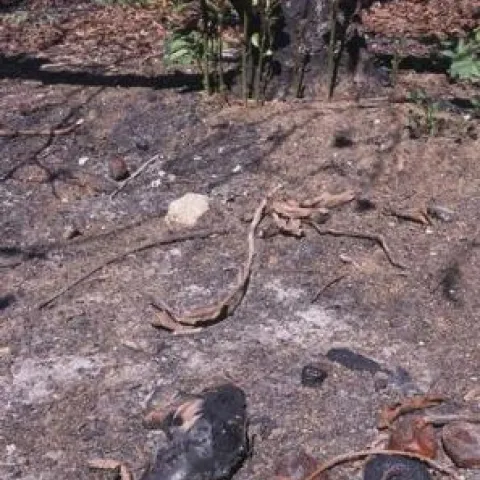 Replant or Sucker-Graft?