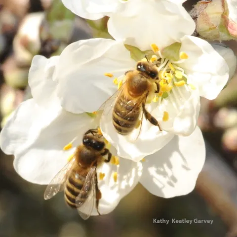Honey bees foraging in almonds on the grounds of the Laidlaw facility. (Photo by Kathy Keatley Garvey)