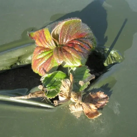 Strawberry plants (variety Albion) about 85 days after transplanting. Stunted plant growth, discoloration of the foliage with purple tinge indicated injury from 1,3-D. Transplanting took place 16 days after fumigation. (Photos by Surendra Dara)