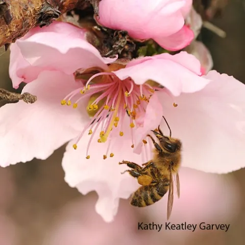 Honey bee on nectarine blossom on Presidents' Day. (Photo by Kathy Keatley Garvey)