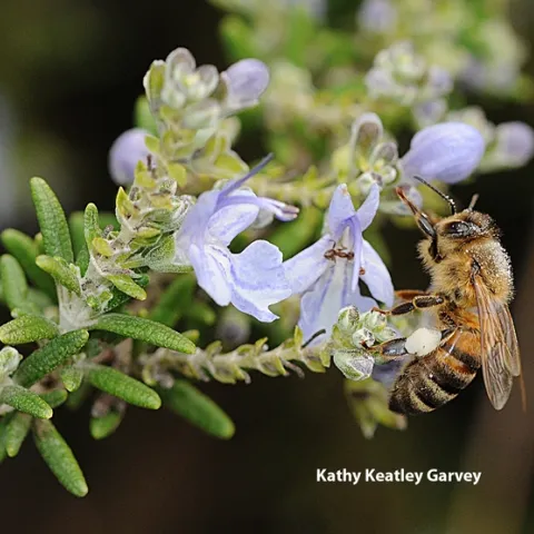 Honey bee foraging on rosemary. (Photo by Kathy Keatley Garvey)