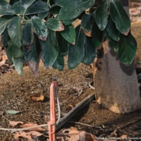 High levels of salts can accumulate in the soil with each irrigation.