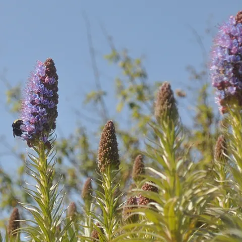Yellow-faced bumble bee (Bombus vosnesenskii) foraging on the Pride of Maderia at Bodega Bay on Feb. 27. (Photo by Kathy Keatley Garvey)