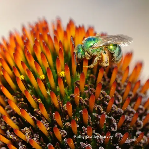 A green sweat bee (Agapostemon texanus), on a cone flower at the Haagen-Dazs Honey Bee Haven. (Photo by Kathy Keatley Garvey)