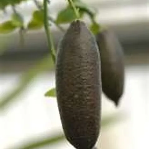 Australian finger lime