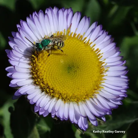 Male green sweat bee, Agapostemon texanus, nectaring on a seaside daisy, the Erigeron glaucus Wayne Roderick at Tomales Bay. (Photo by Kathy Keatley Garvey)