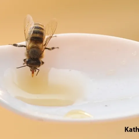 Honey bee sipping honey in the Harry H. Laidlaw Jr. Honey Bee Research Facility, UC Davis. (Photo by Kathy Keatley Garvey)