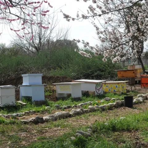 View of the Davis Bee Sanctuary. (Photo by Kathy Keatley Garvey)