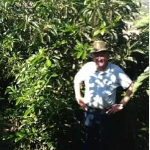 Steve Howerzyl in his high density avocado grove.