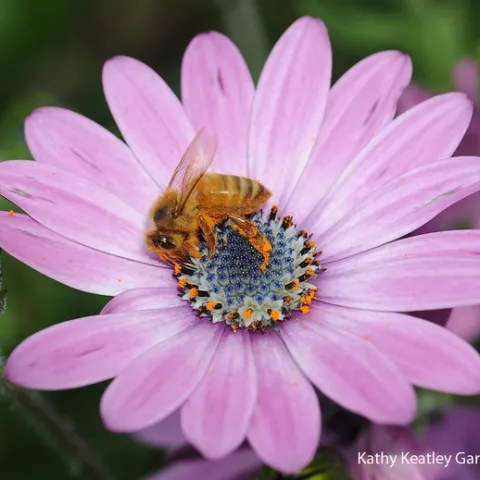 Honey bee collecting pollen on an African daisy. (Photo by Kathy Keatley Garvey)