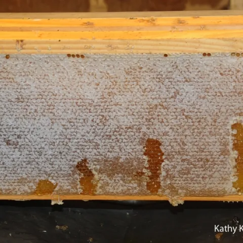 UC Davis honey ready to be extracted last fall. (Photo by Kathy Keatley Garvey)