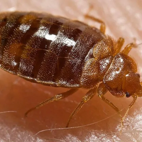 Bed bug, Cimex lectularius, shown here ingesting a blood meal from the arm of a “voluntary” human host, is wreaking havoc locally, nationally and globally.(Photo by Piotr Naskrecki, published by Centers for Disease Control and Prevention on the Wikipedia website.)