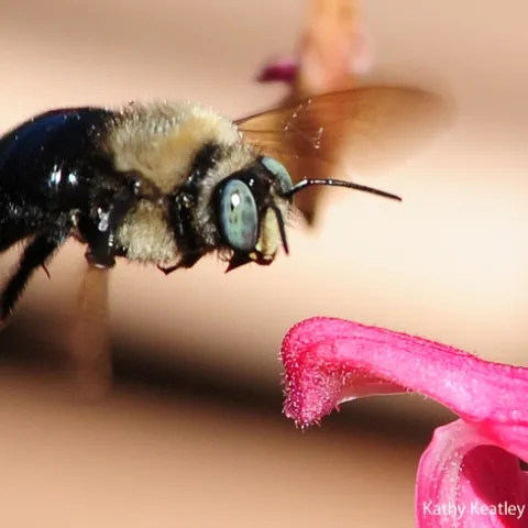 Male carpenter bee, Xylocopa tabaniformis orpifex, in flight. (Photo by Kathy Keatley Garvey)