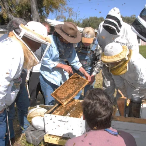 Bee breeder-geneticist Susan Cobey (center with frame) teaches a queen-bee rearing class. (Photo by Kathy Keatley Garvey)