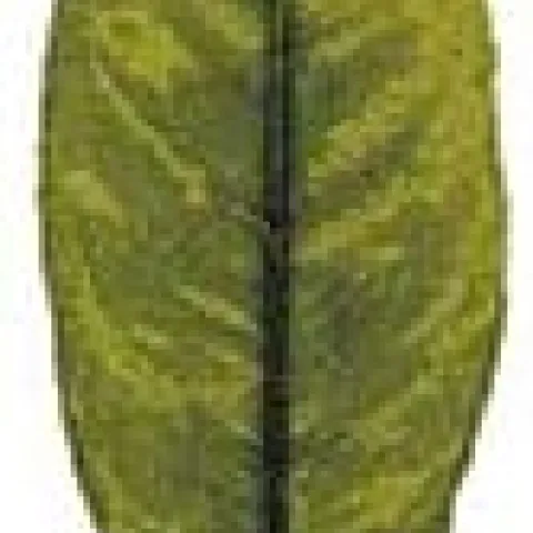 Vein clearing in Dweet Tangor.