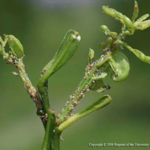 Citrus infested with Asian Citrus Psyllid. Photo by M.E. Rogers