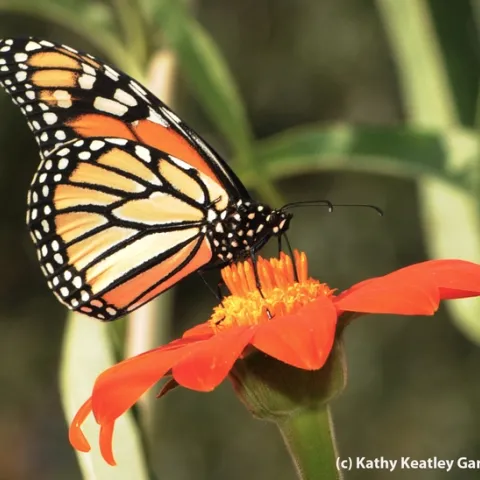 A monarch butterfly foraging on a Mexican sunflower in the Haagen-Dazs Honey Bee Haven, UC Davis. (Photo by Kathy Keatley Garvey)