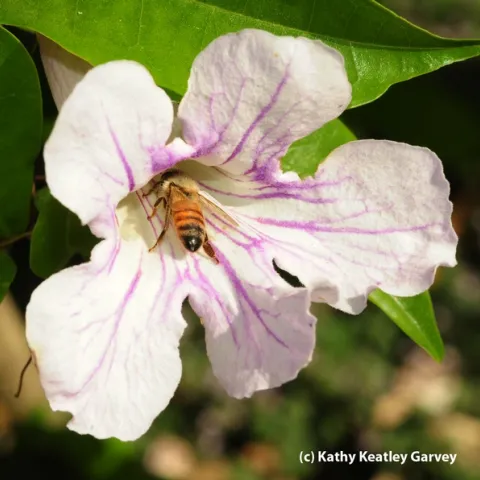 Honey bee slides into a a violet trumpet vine blossom. (Photo by Kathy Keatley Garvey)