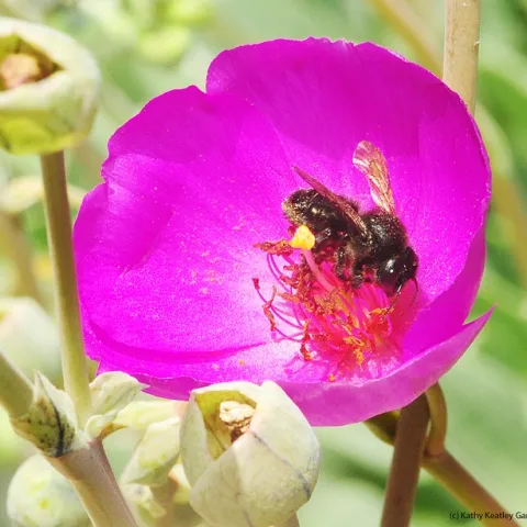 Female leafcutting bee, Megachile gemula, on rock purslane. (Photo by Kathy Keatley Garvey)