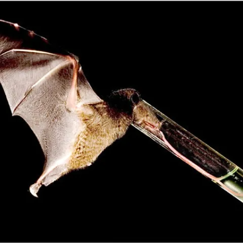 Nectar-feeding bat with a record-long tongue sips sugar-water from a tube. (Photo by Murray Cooper; photo courtesy of Nathan Muchhala)
