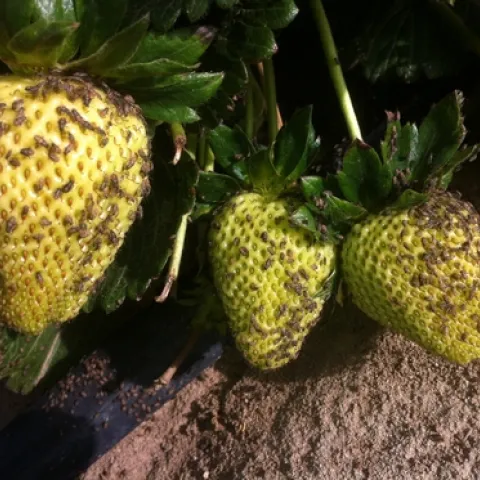 False chinch bugs feeding on strawberries. Photo by Sal Ponce