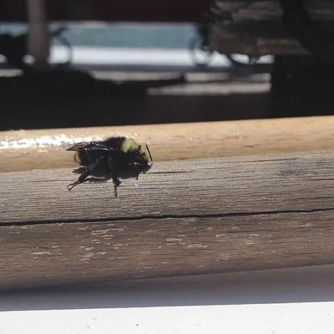 Yellow-faced bumble bee lands on The Morning Star. (Photo taken with an IPhone)