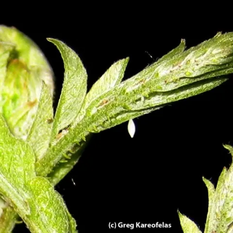 Egg of a California dogface butterfly. (Photo by Greg Kareofelas)