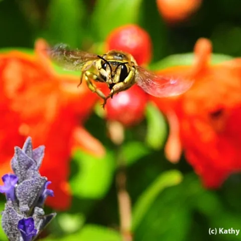 Male European wool carder bee is very territorial. Front, lavender blossoms. Back: pomegranate blossoms. (Photo by Kathy Keatley Garvey