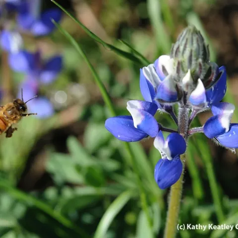 Honey bee heading for blue lupine. (Photo by Kathy Keatley Garvey)
