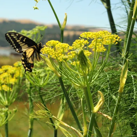 Female anise swallowtail,Papilio zelicaon, as identified by butterfly expert Art Shapiro of UC Davis, visiting anise at the Benicia Marina. (Photo by Kathy Keatley Garvey)