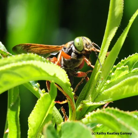 Green-eyed wasp, genus Tachytes, in a nectarine tree. This one is a female, as identified by Lynn Kimsey, director of the Bohart Museum of Entomology. (Photo by Kathy Keatley Garvey)