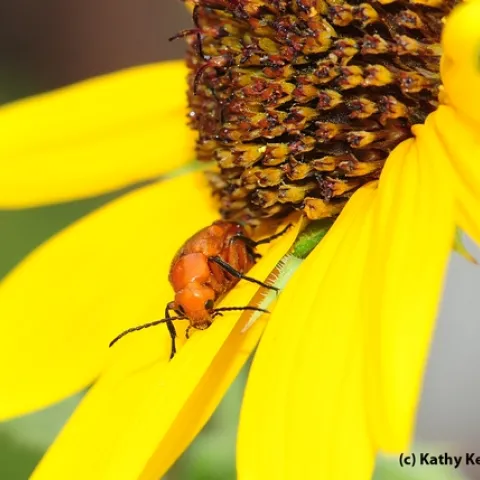 Meloid blister beetle, which produces a toxin known as cantharidin, peers at the camera. (Photo by Kathy Keatley Garvey)
