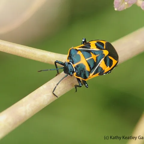 Harlequin bug, Murgantia histronica, on weeds at the Benicia Marina. (Photo by Kathy Keatley Garvey)