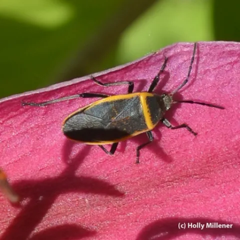 This "mystery bug" is a largid in the group of insects called bordered plant bugs, says Lynn Kimsey, director of the Bohart Museum of Entomology. (Photo by Holly Millener)
