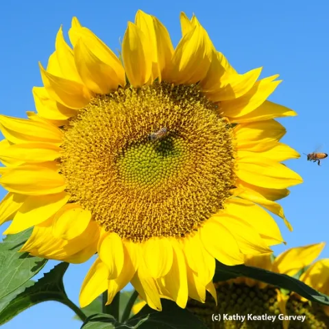 Honey bee heads for a sunflower in a field off Pedrick Road, Dixon. (Photo by Kathy Keatley Garvey)