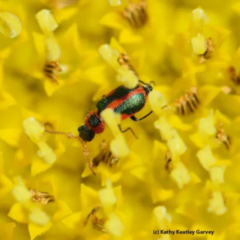 Melyrid beetle on a sunflower. (Photo by Kathy Keatley Garvey)
