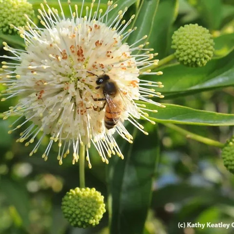Honey bee foraging on a button willow, also known as a button bush (Cephalanthus occidentalis). (Photo by Kathy Keatley Garvey)