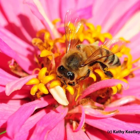 Honey bee nectaring in the Haagen-Dazs Honey Bee Haven at UC Davis. (Photo by Kathy Keatley Garvey)