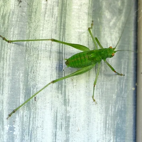 Katydid climbing a wall. (Photo by Kathy Keatley Garvey)