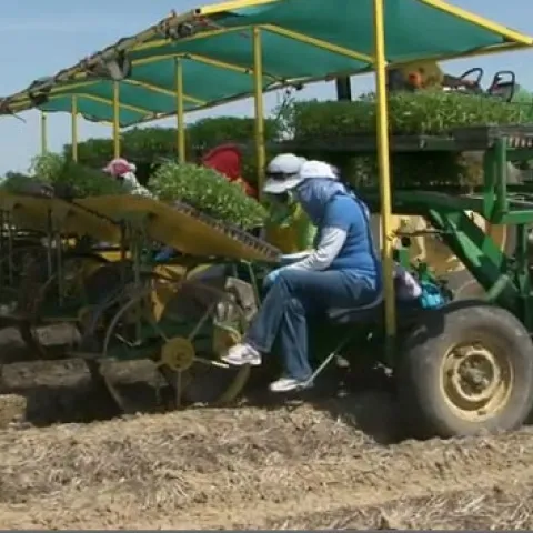 Tomato transplants go into a field managed with conservation agriculture systems.