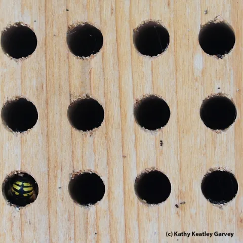 This bee condo, meant for blue orchard bees, is attracting a European wool carder bee, Anthidium manicatum. (Photo by Kathy Keatley Garvey)