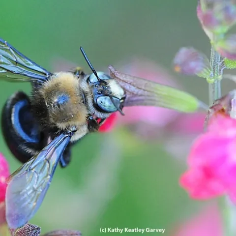 Male mountain or foothill carpenter bee, Xylocopa tabaniformis orpifex, on salvia. (Photo by Kathy Keatley Garvey)