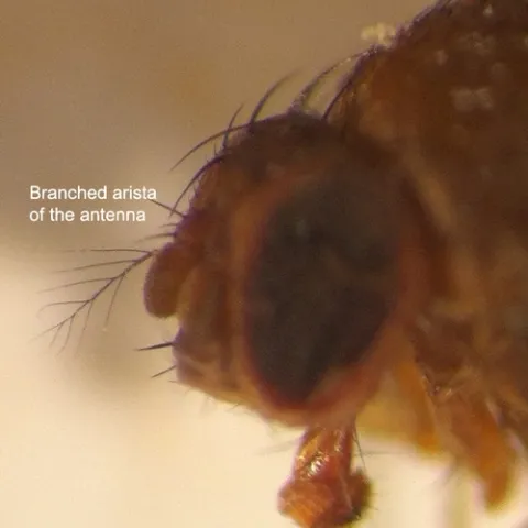 Branched arista of the antenna is a characteristic feature of SWD