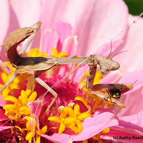 What are you looking at? A praying mantis, with a female sweat bee grasped in its spiked forelegs, looks at the camera. (Photo by Kathy Keatley Garvey)
