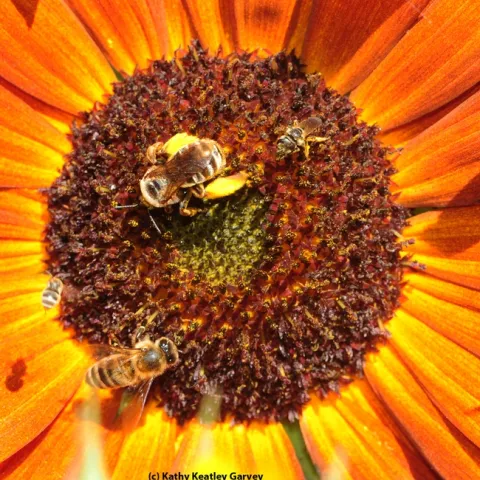 This photo shows a honey bee (bottom left), a sunflower bee, Svastra, and a sweat bee, Halictus ligatus, with another sweat bee, Halictus tripartus, coming in for a landing. (Photo by Kathy Keatley Garvey)