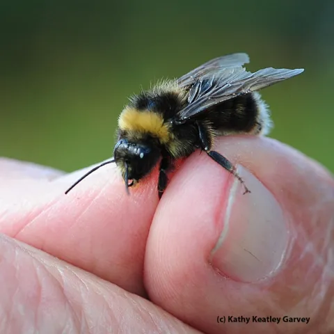 Close-up of a male Western bumble bee (Bombus occidentalis) found Aug. 15 at Mt. Shasta. (Photo by Kathy Keatley Garvey)