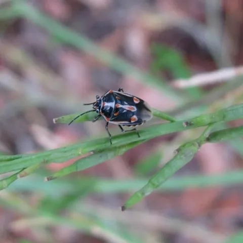 Bagrada bug-Elwood by Brian Cabrera 06SEP12