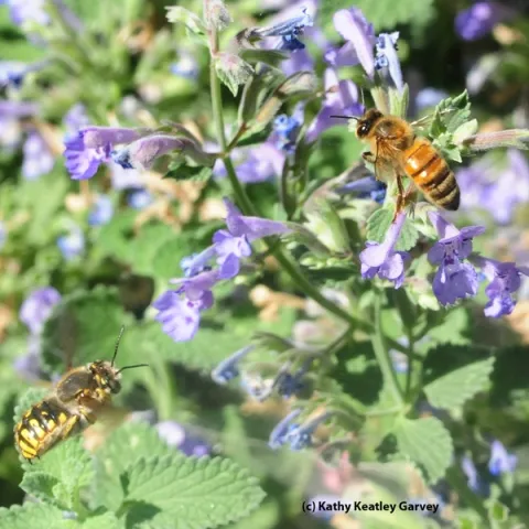 Male European carder bee (left) targets a honey bee on catmint. (Photo by Kathy Keatley Garvey)
